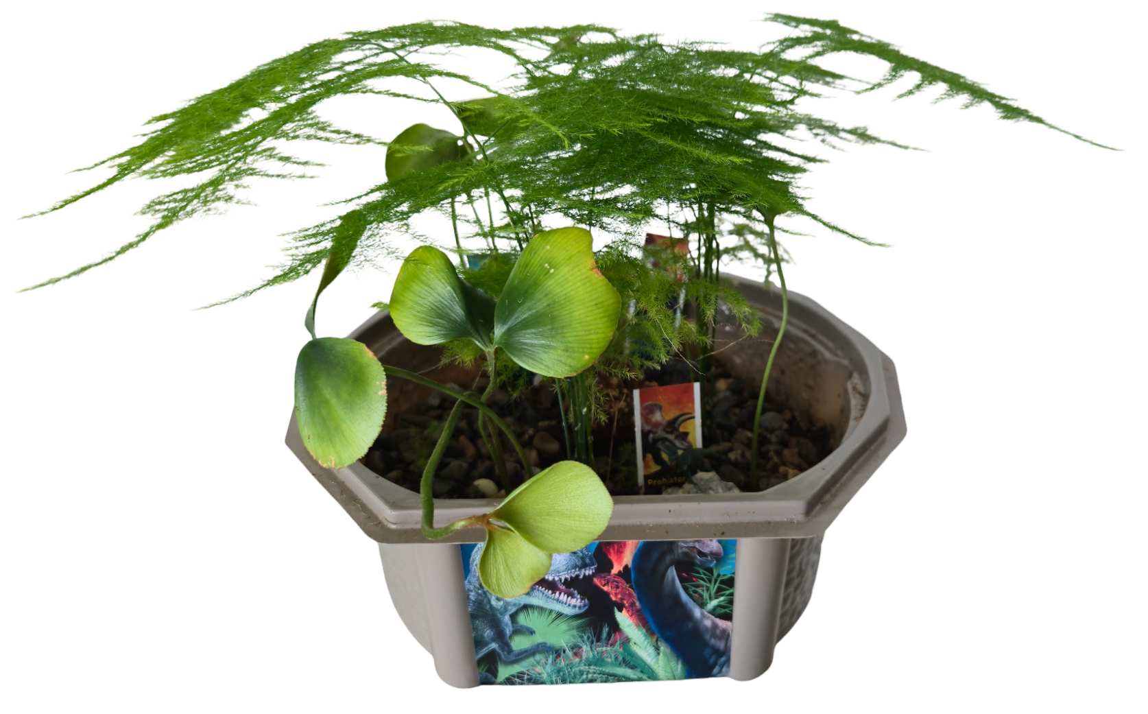 Dinosaur Domain Biosphere Terrarium product image 4