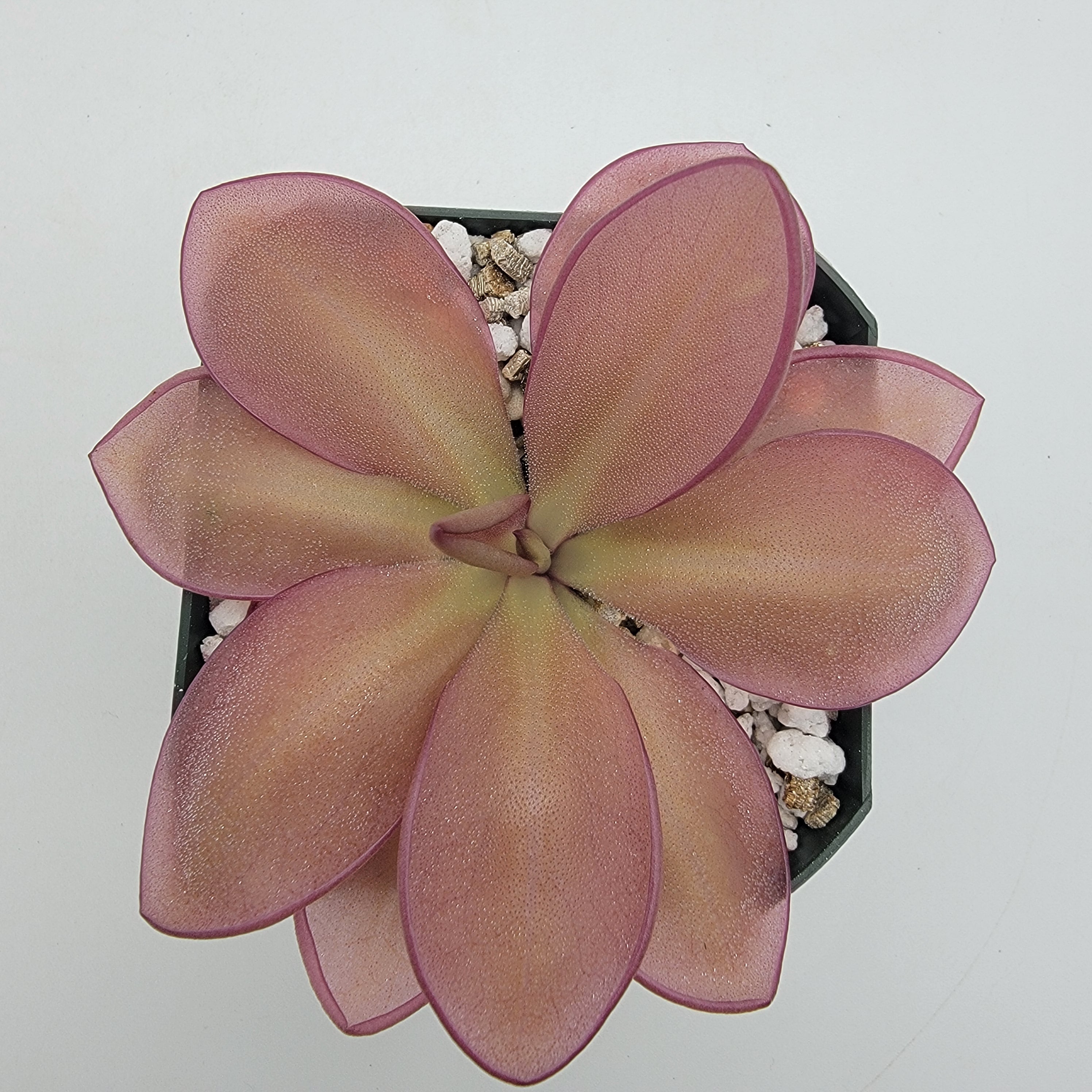 Pinguicula moranensis {Veracruz} product image 2