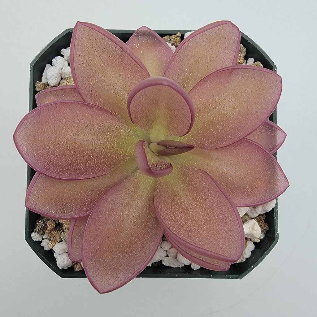 Pinguicula moranensis {Veracruz} product image 1