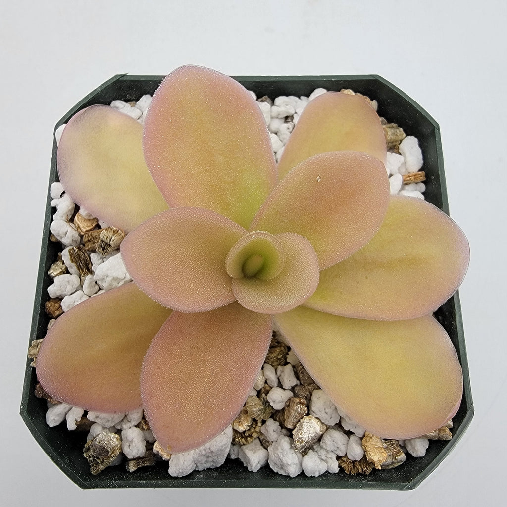 Pinguicula gigantea (Red Flush) product image 1
