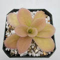Pinguicula gigantea (Red Flush) product image 1