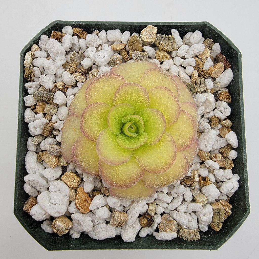 Pinguicula agnata 'El Lobo' x 'Huahuapan' with a pale green rosette and pink leaf edges in white grit