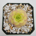 Pinguicula agnata 'El Lobo' x 'Huahuapan' with a pale green rosette and pink leaf edges in white grit