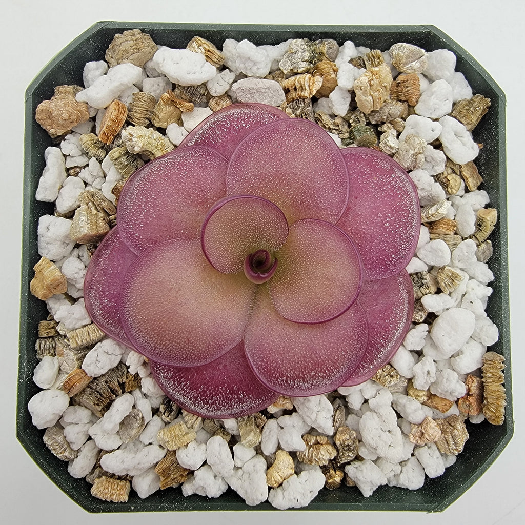 Pinguicula -inchPeaches-inch product image 1