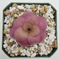 Pinguicula -inchPeaches-inch product image 1