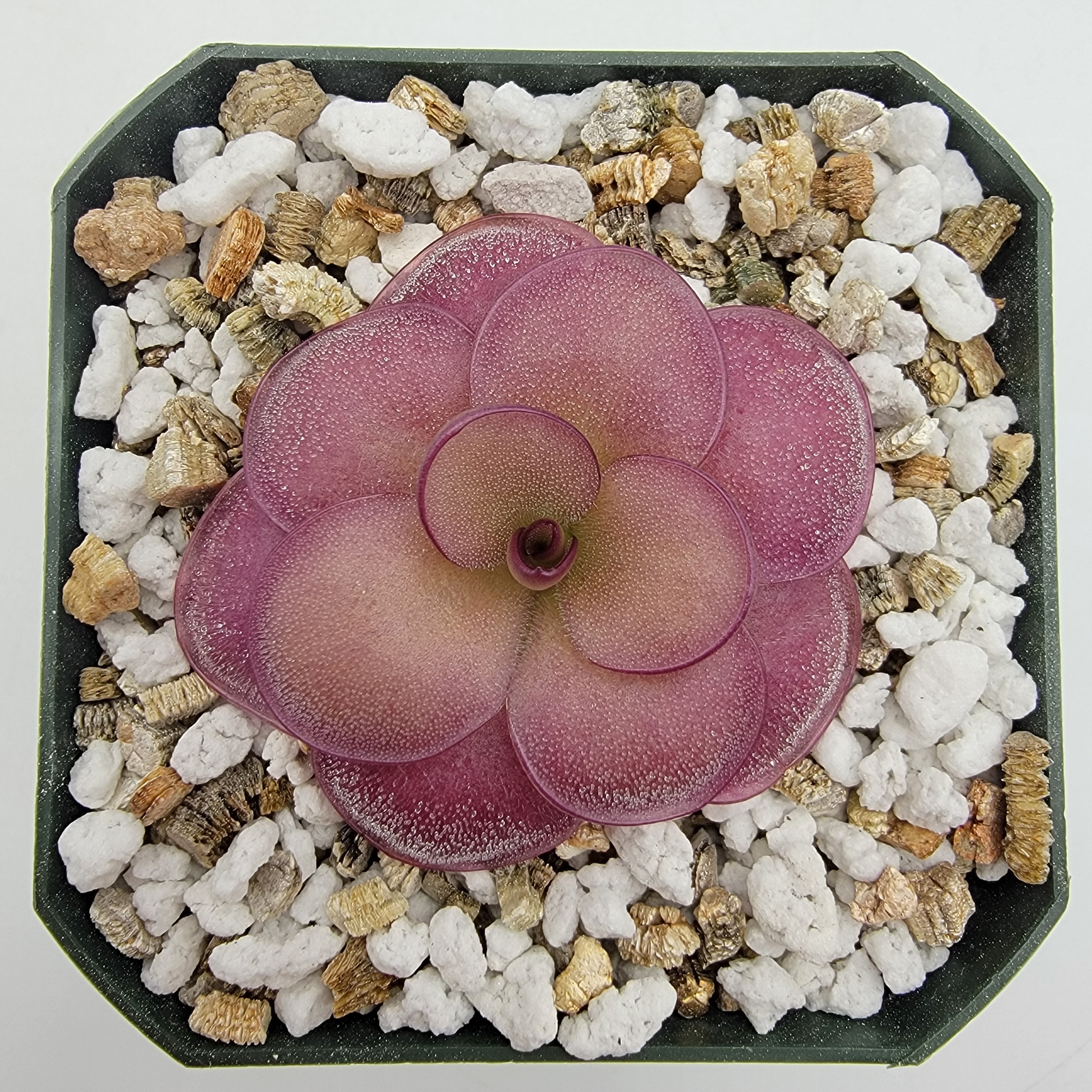 Pinguicula -inchPeaches-inch product image 1