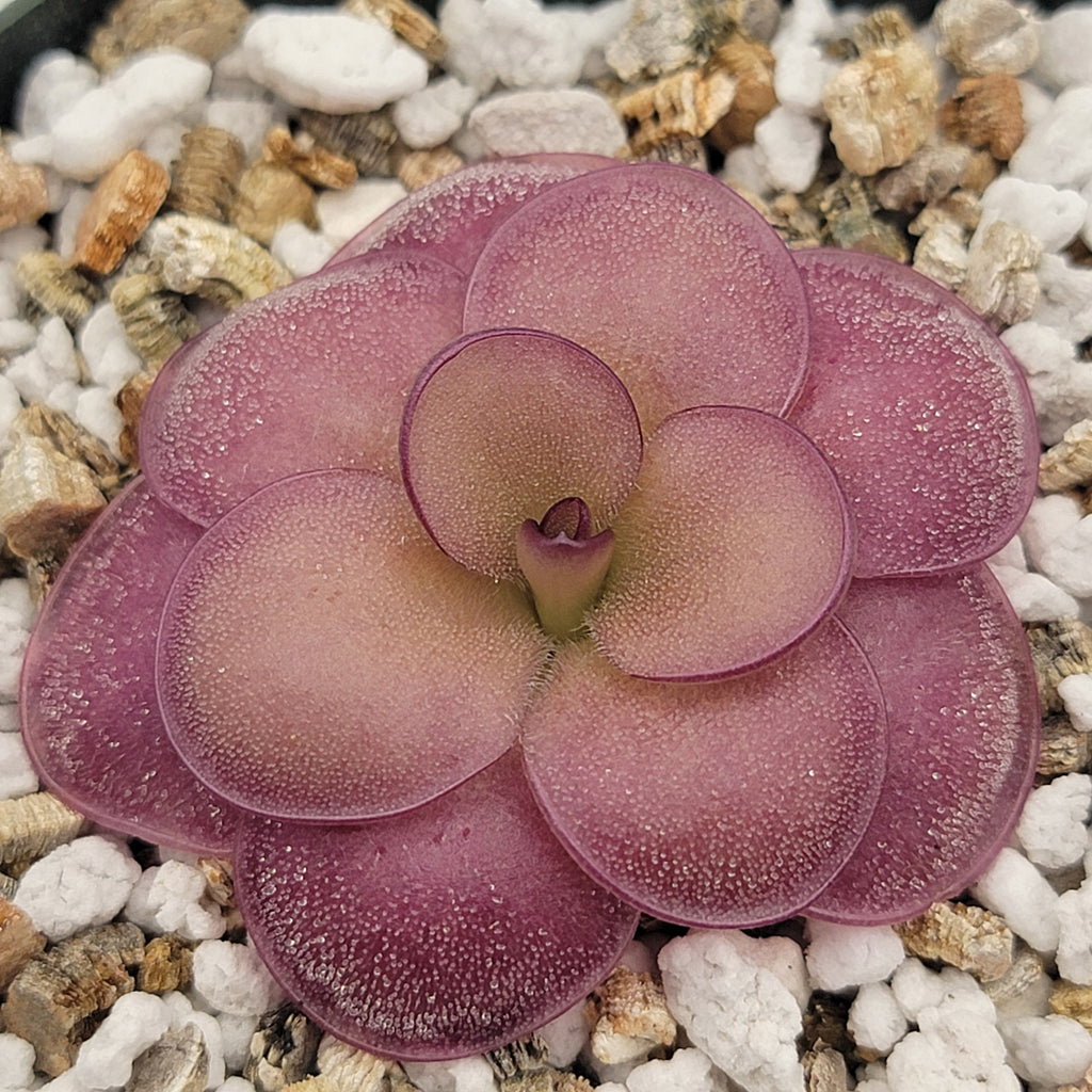 Pinguicula -inchPeaches-inch product image 3