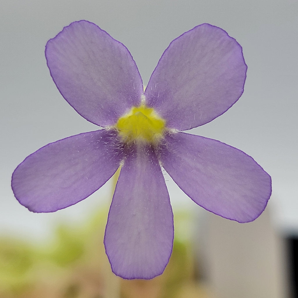 Pinguicula gigantea (Red Flush) product image 4