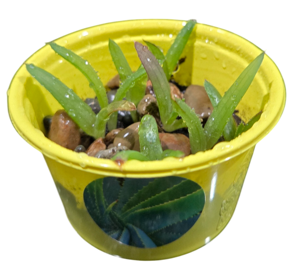 Eco Seed Sprouts Aunt Annie Aloe - Multipack of 5 product image 3