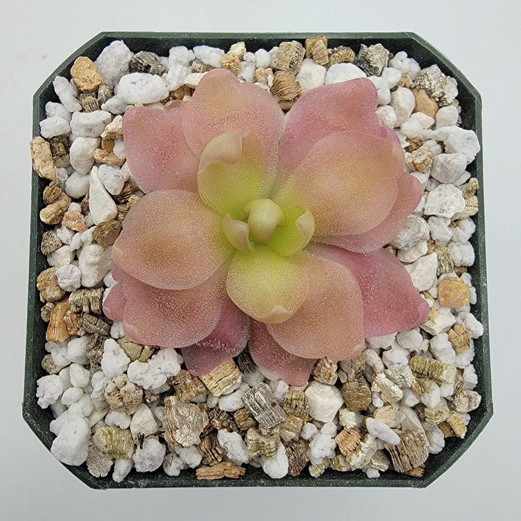 Pinguicula 'Marciano' (Butterwort) product image 1