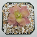 Pinguicula 'Marciano' (Butterwort) product image 1
