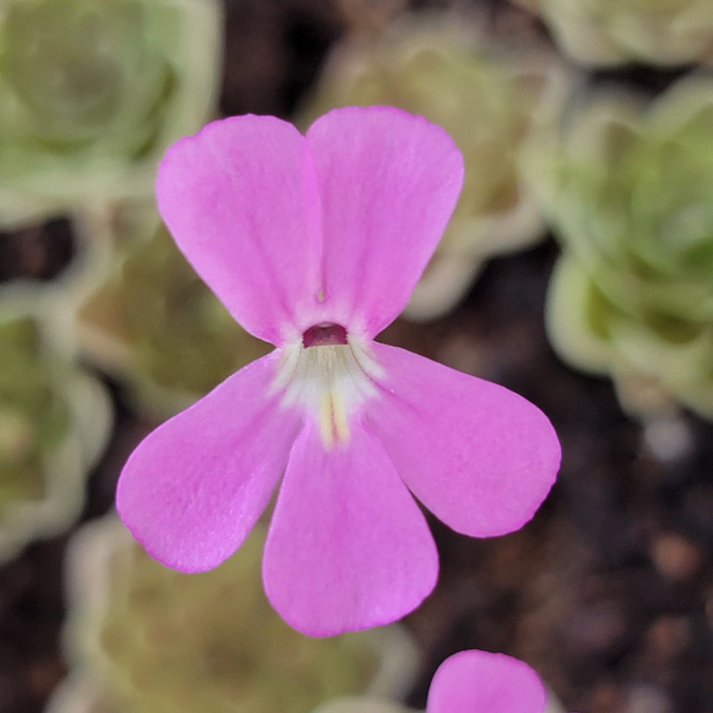 Pinguicula ehlersiae live plant product image 3