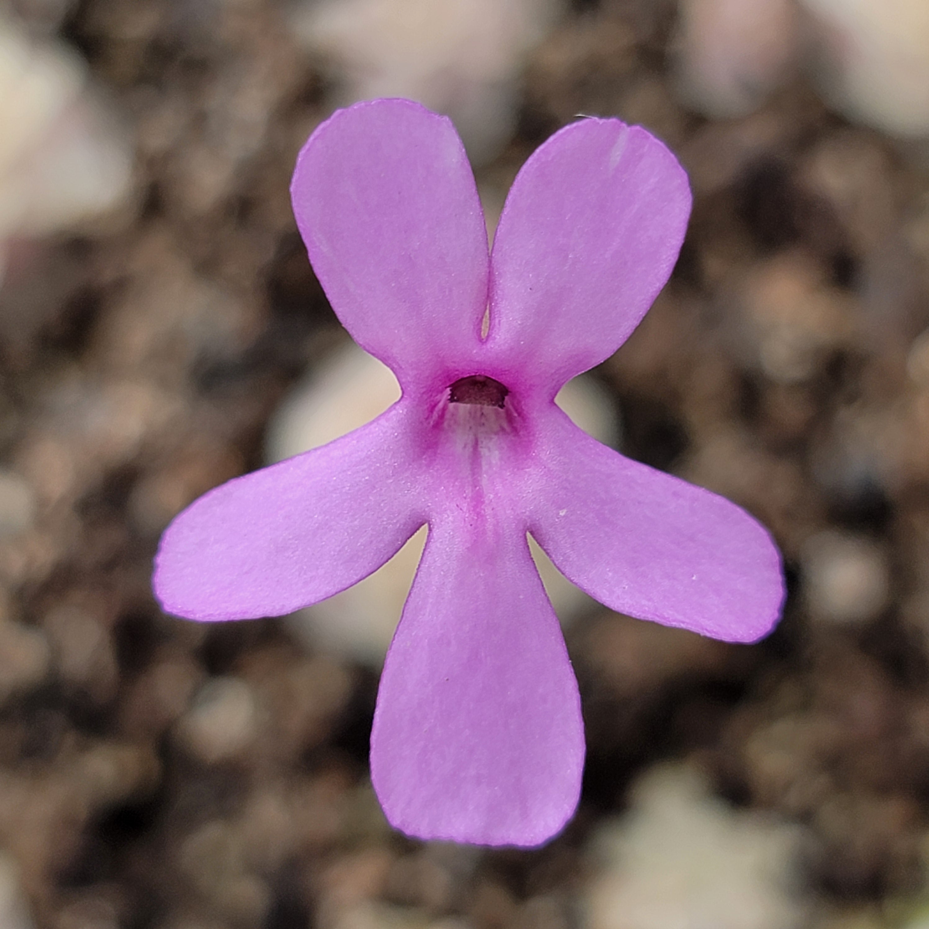 Pinguicula esseriana {Buena Vista} product image 4