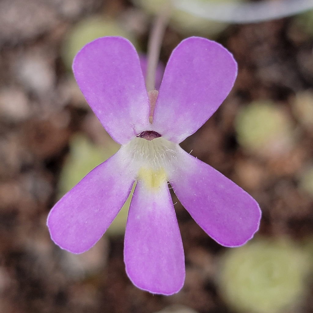 Pinguicula esseriana product image 3