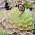 Pinguicula ehlersiae 'Victoria' product image 1