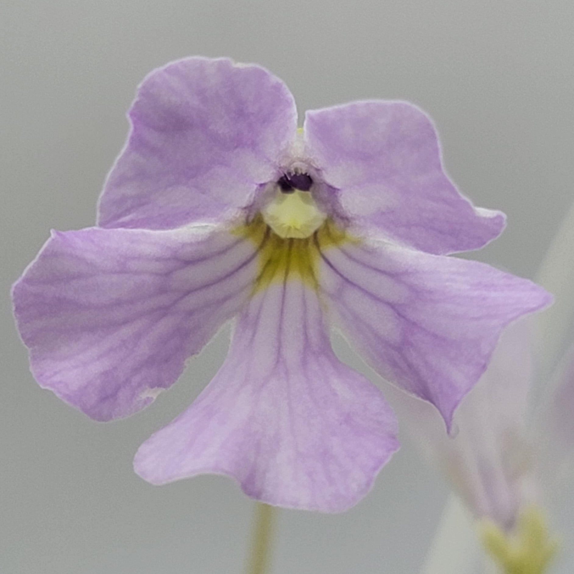 Pinguicula mirandae x (laueana CP2 x emarginata) product image 2