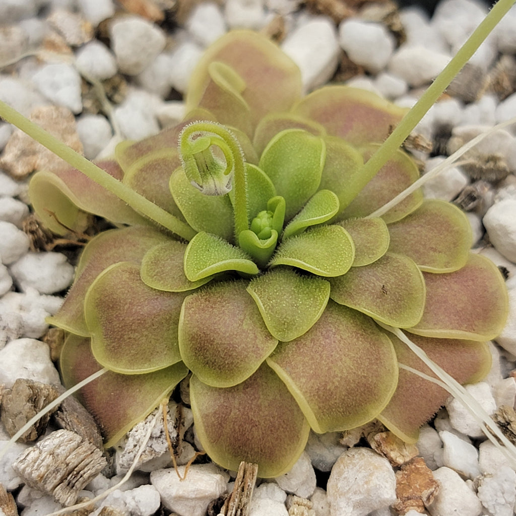 Pinguicula mirandae x (laueana CP2 x emarginata) product image 1