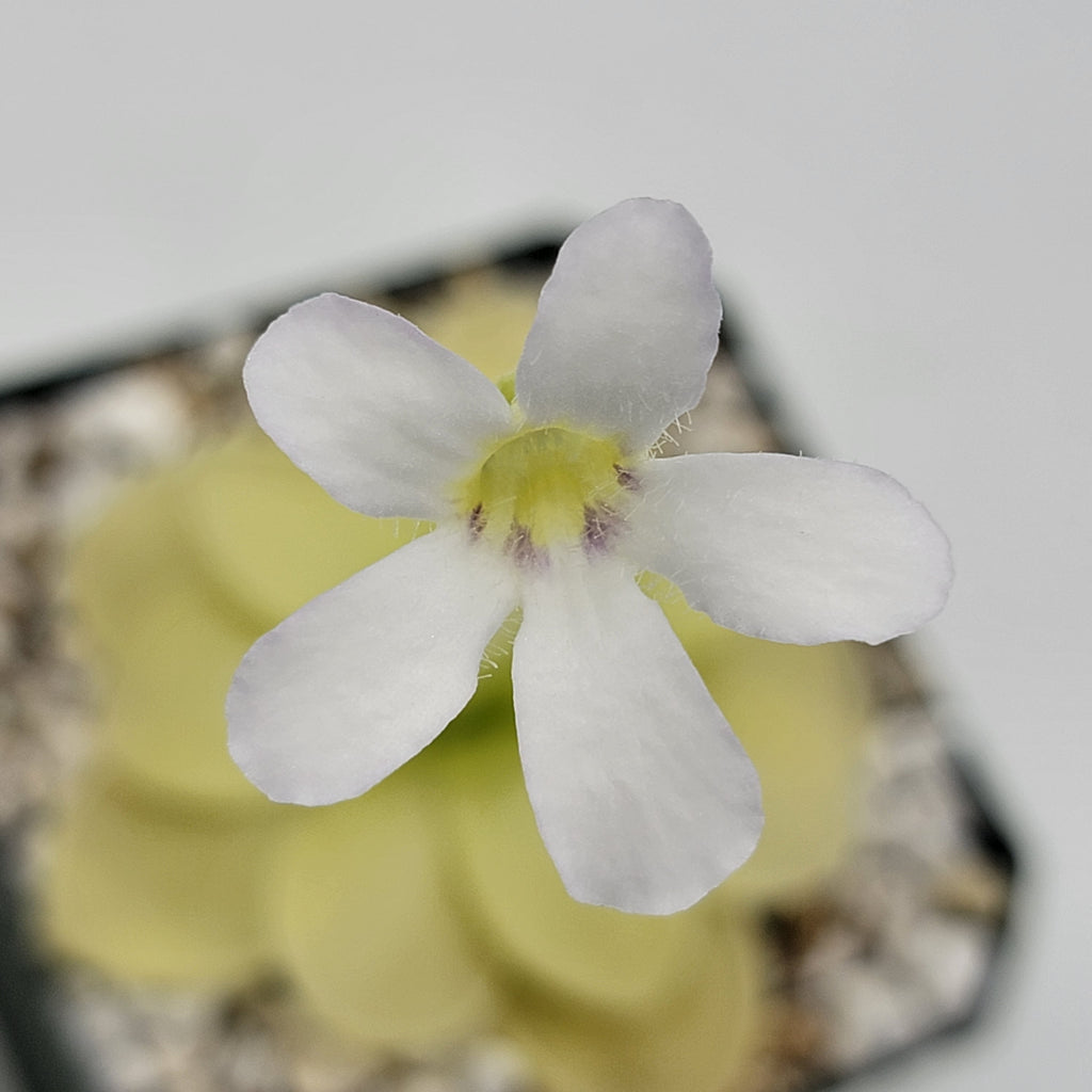 Close-up of a pale five-petaled Pinguicula ibarrae flower with a yellow-green center