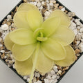 Pinguicula ibarrae with a pale green rosette in a black pot topped with white perlite