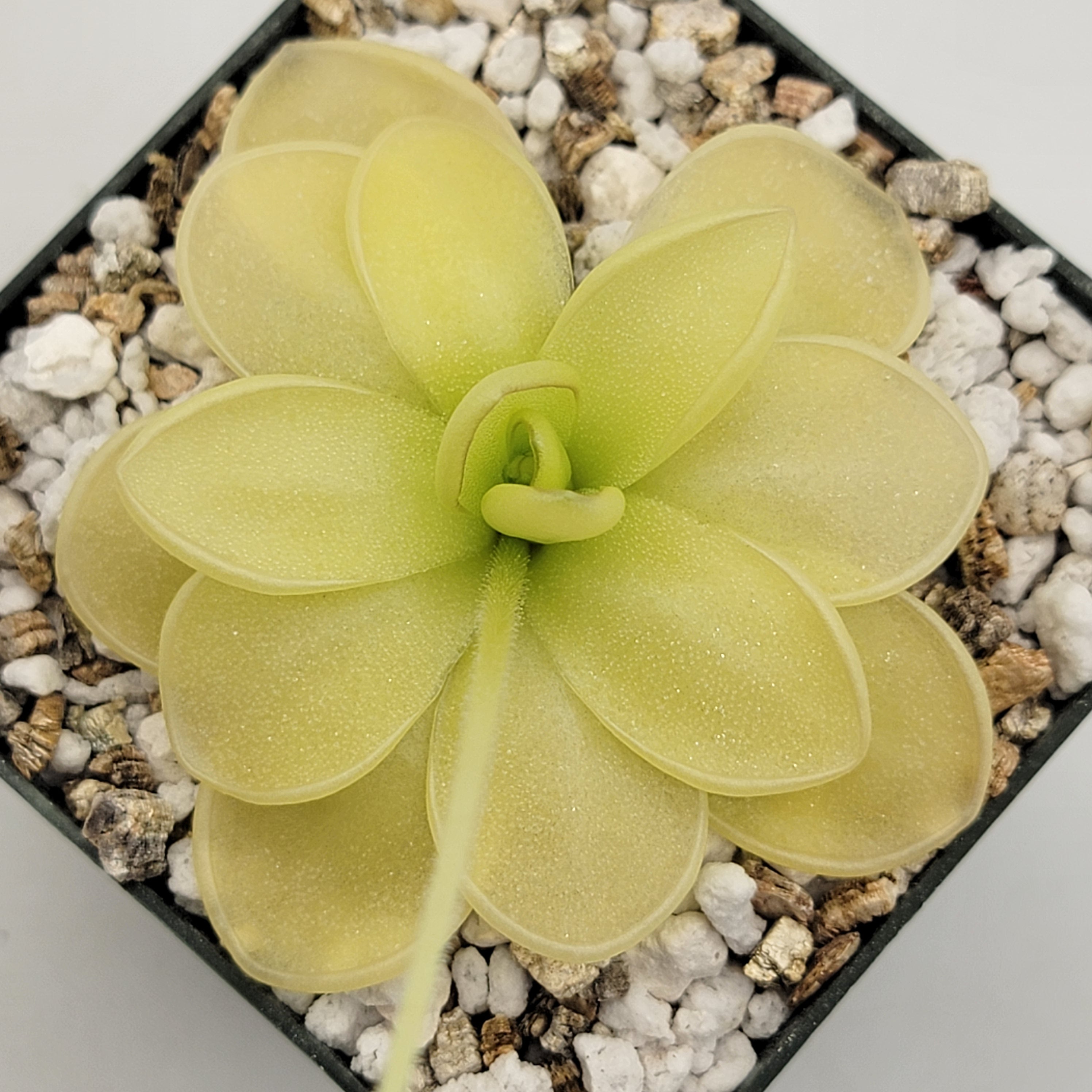 Pinguicula ibarrae with a pale green rosette in a black pot topped with white perlite