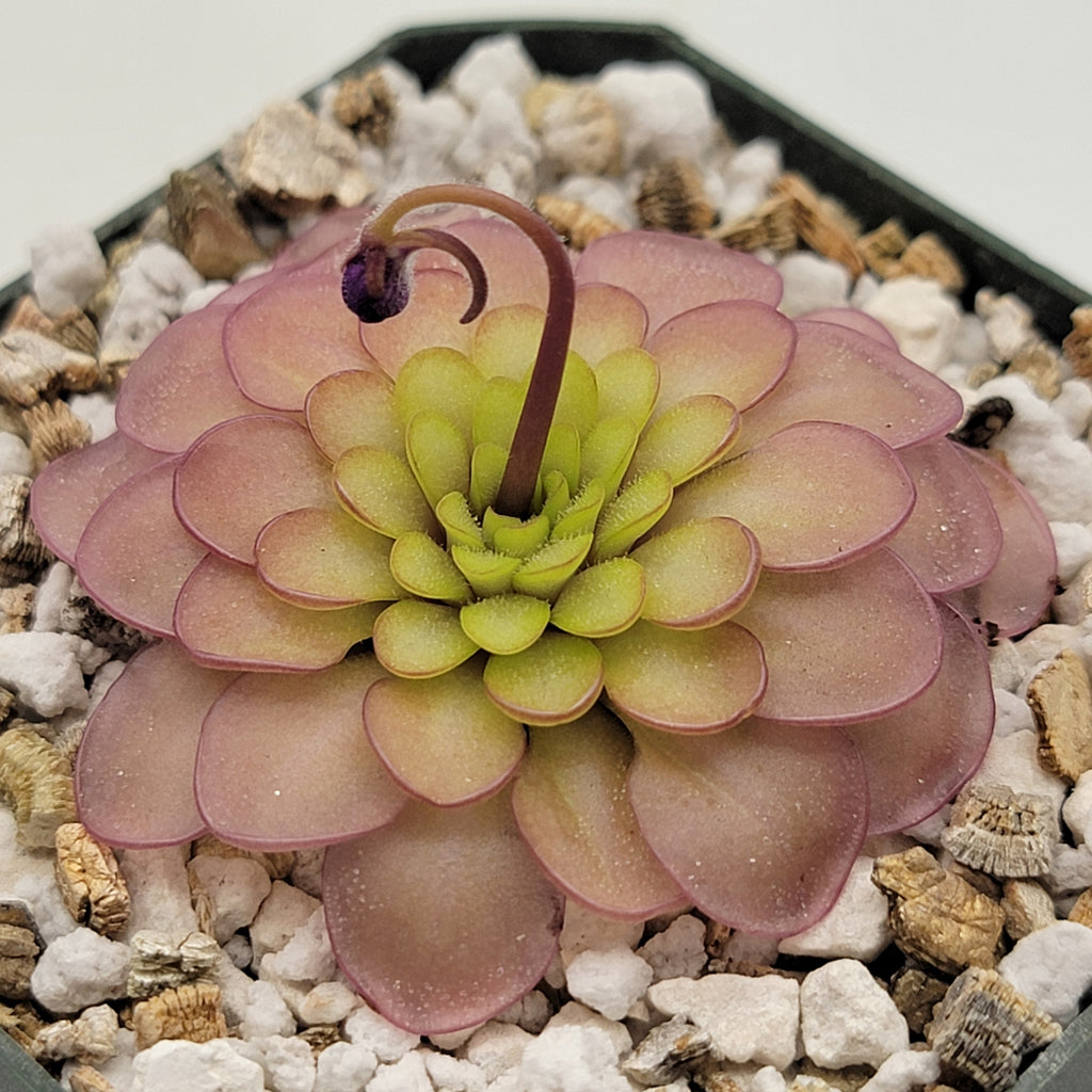 Pinguicula emarginata x hemiepiphytica product image 1
