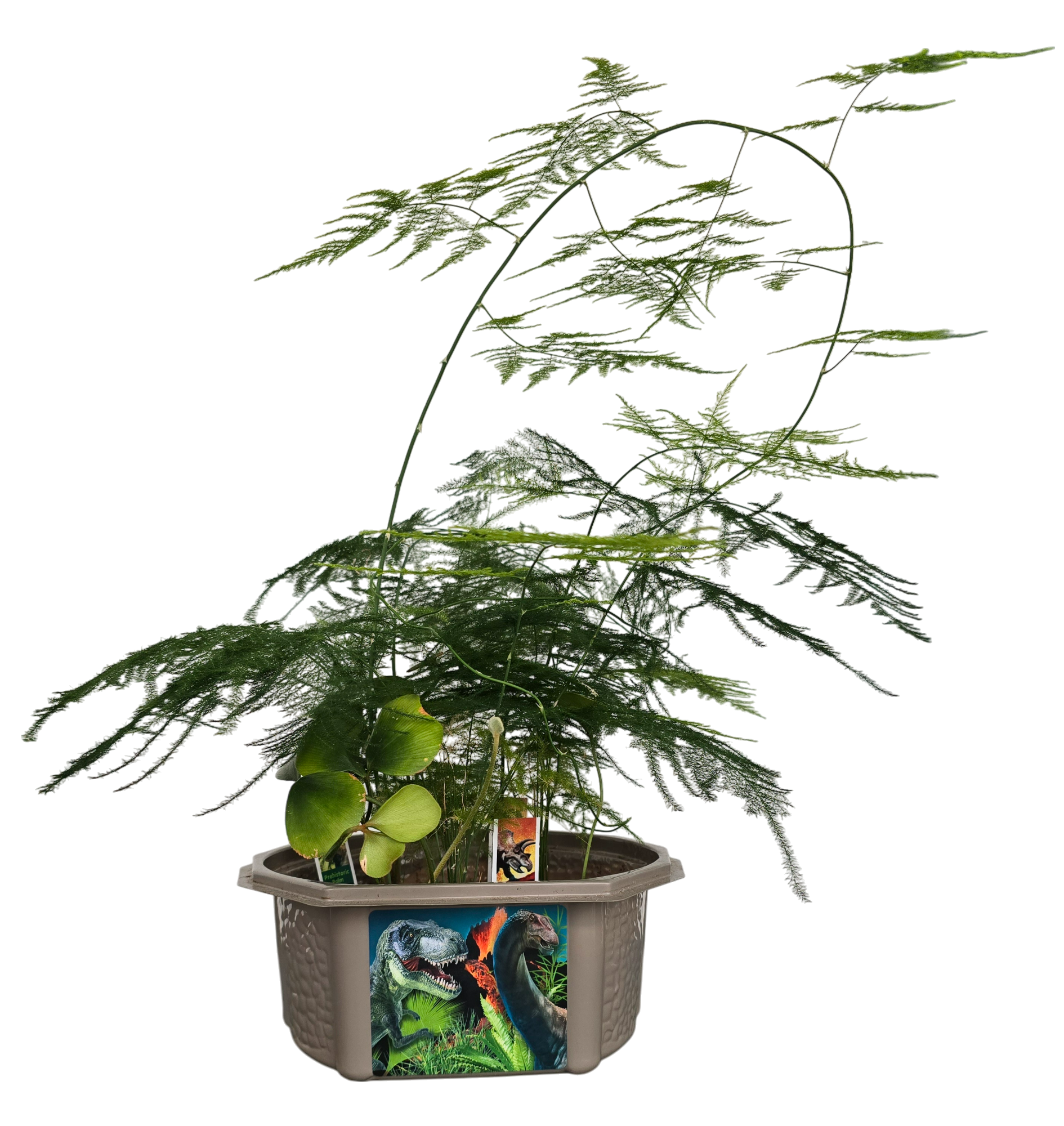 Dinosaur Domain Biosphere Terrarium product image 5