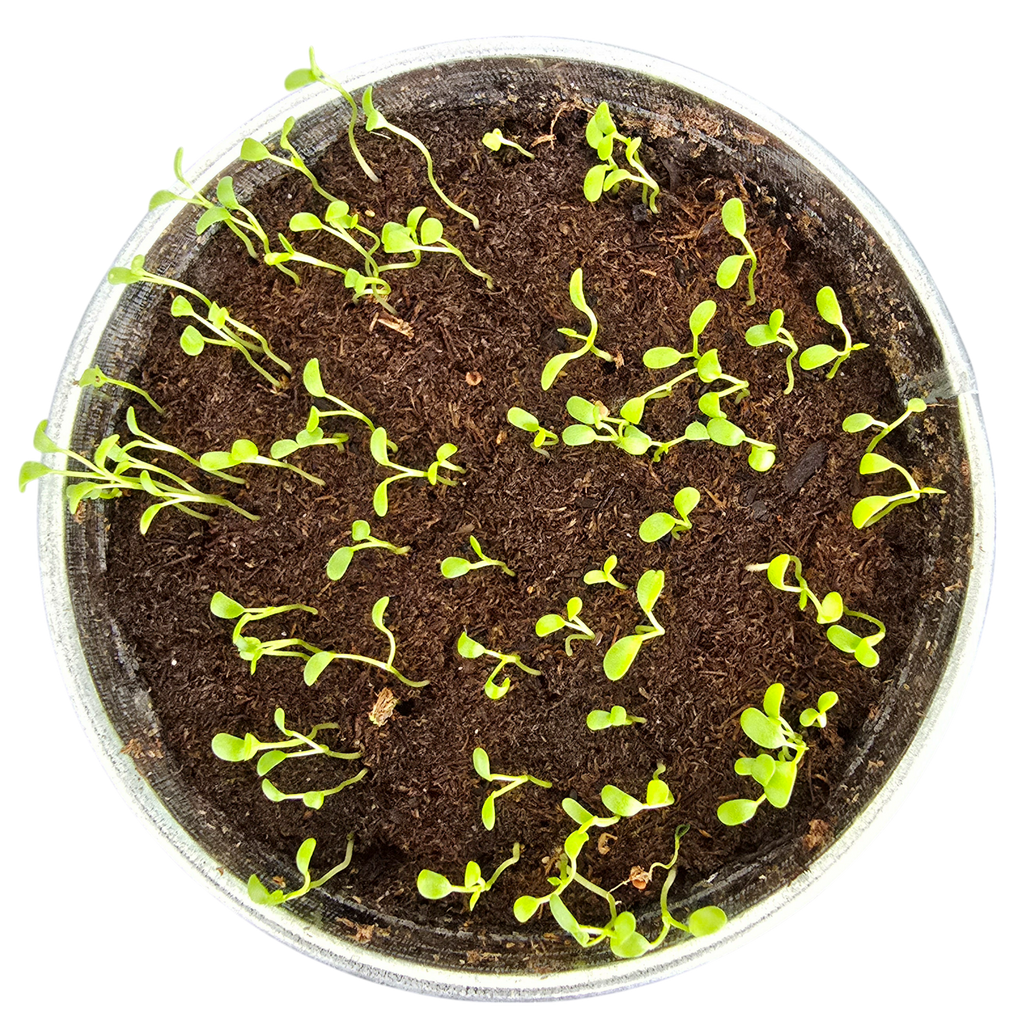 Pot O' Good Luck - Grow Your Own Shamrocks Multipack of 3 product image 8