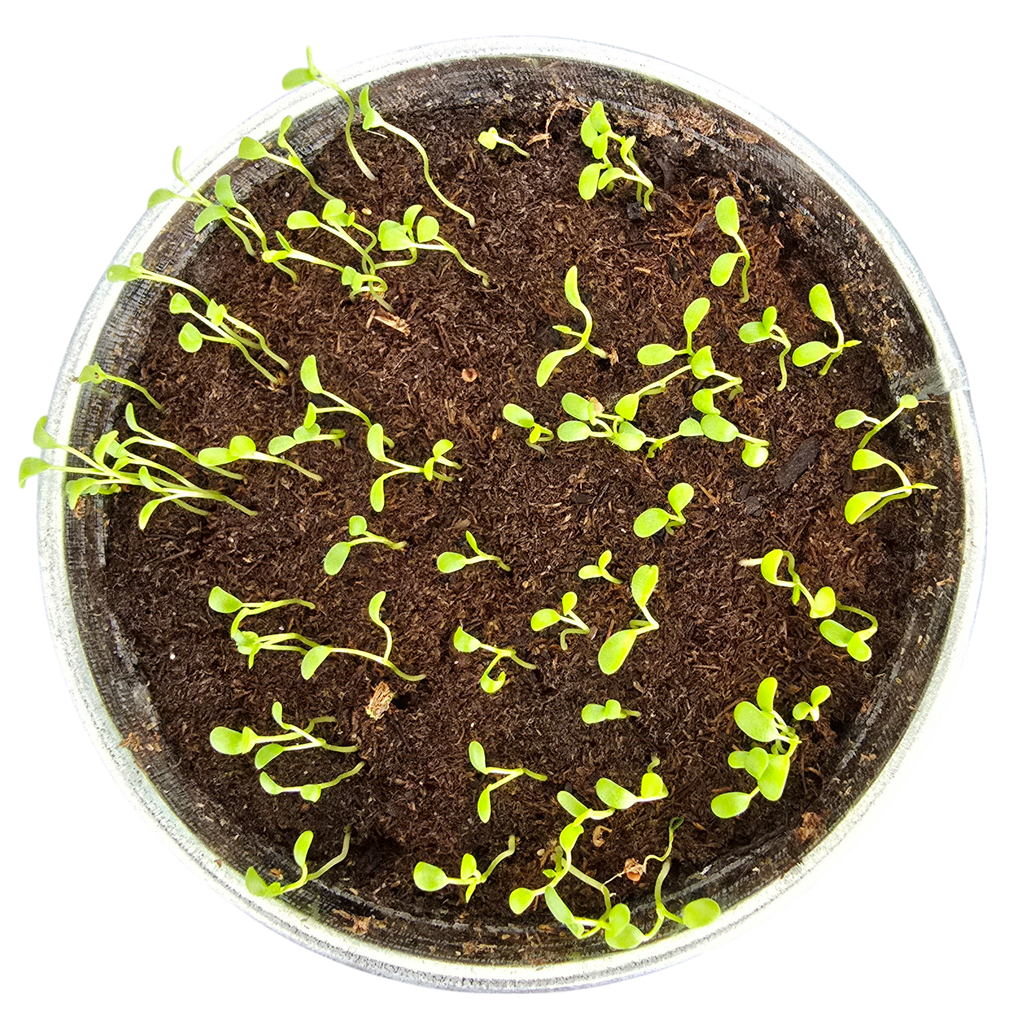 Pot O' Good Luck - Grow Your Own Shamrocks Multipack of 3 product image 8