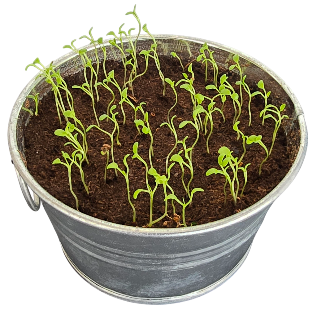 Pot O' Good Luck - Grow Your Own Shamrocks Multipack of 3 product image 5