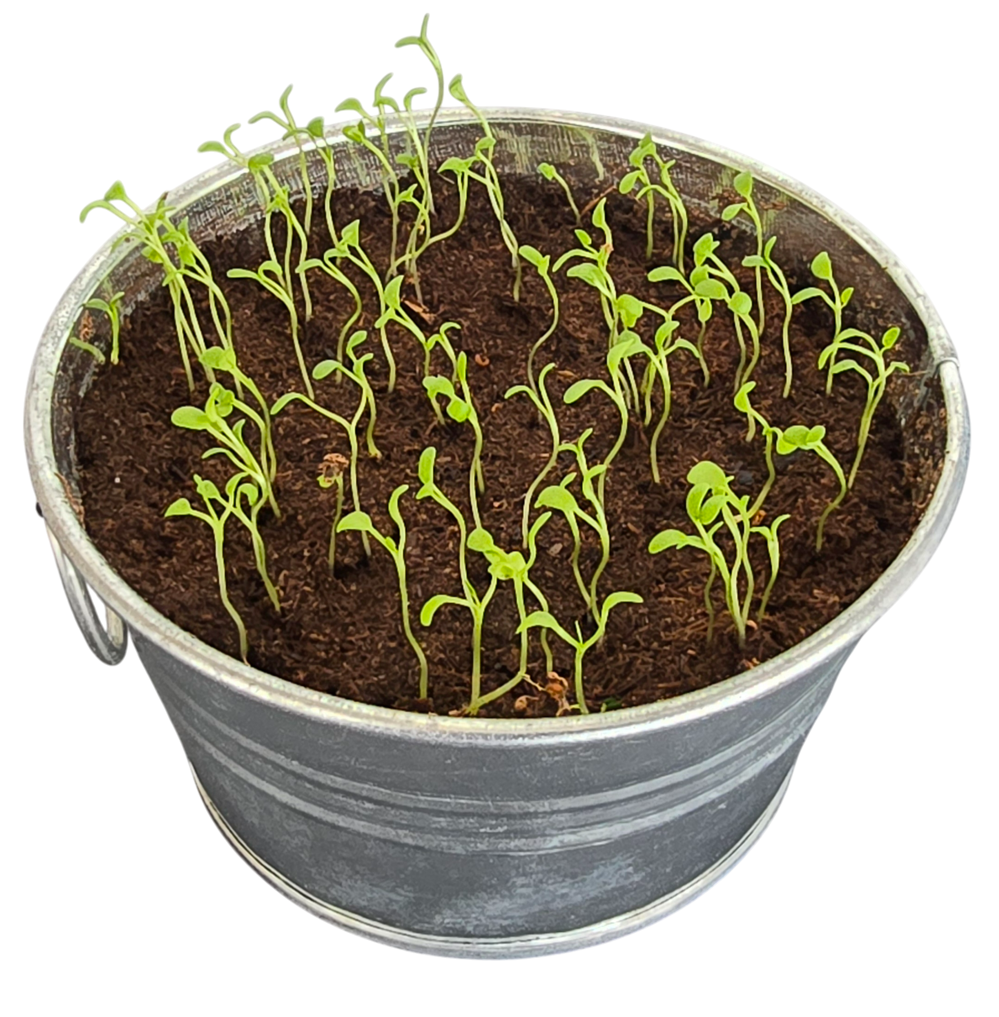 Pot O' Good Luck - Grow Your Own Shamrocks Multipack of 3 product image 5