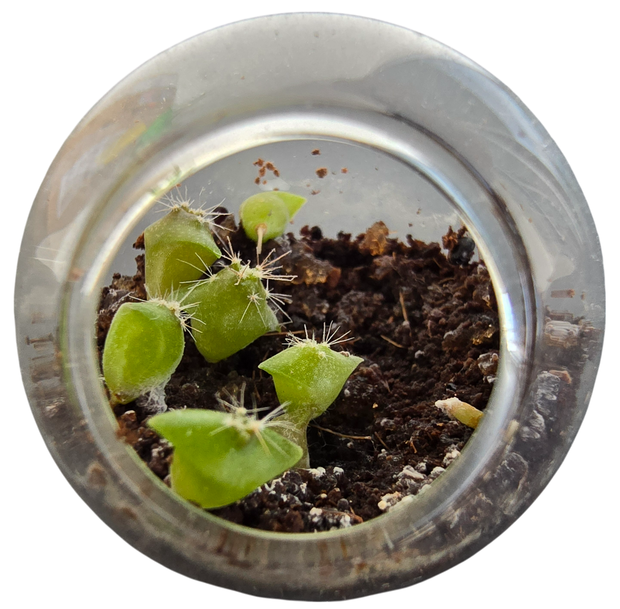Cacti Tiny Terrariums Bundle - 1 each of 6 Varieties — product image 9