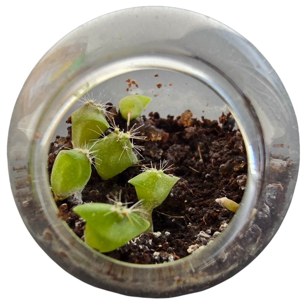Flowering Cacti Tiny Terrariums Bundle - 2 each of 3 Varieties product image 11