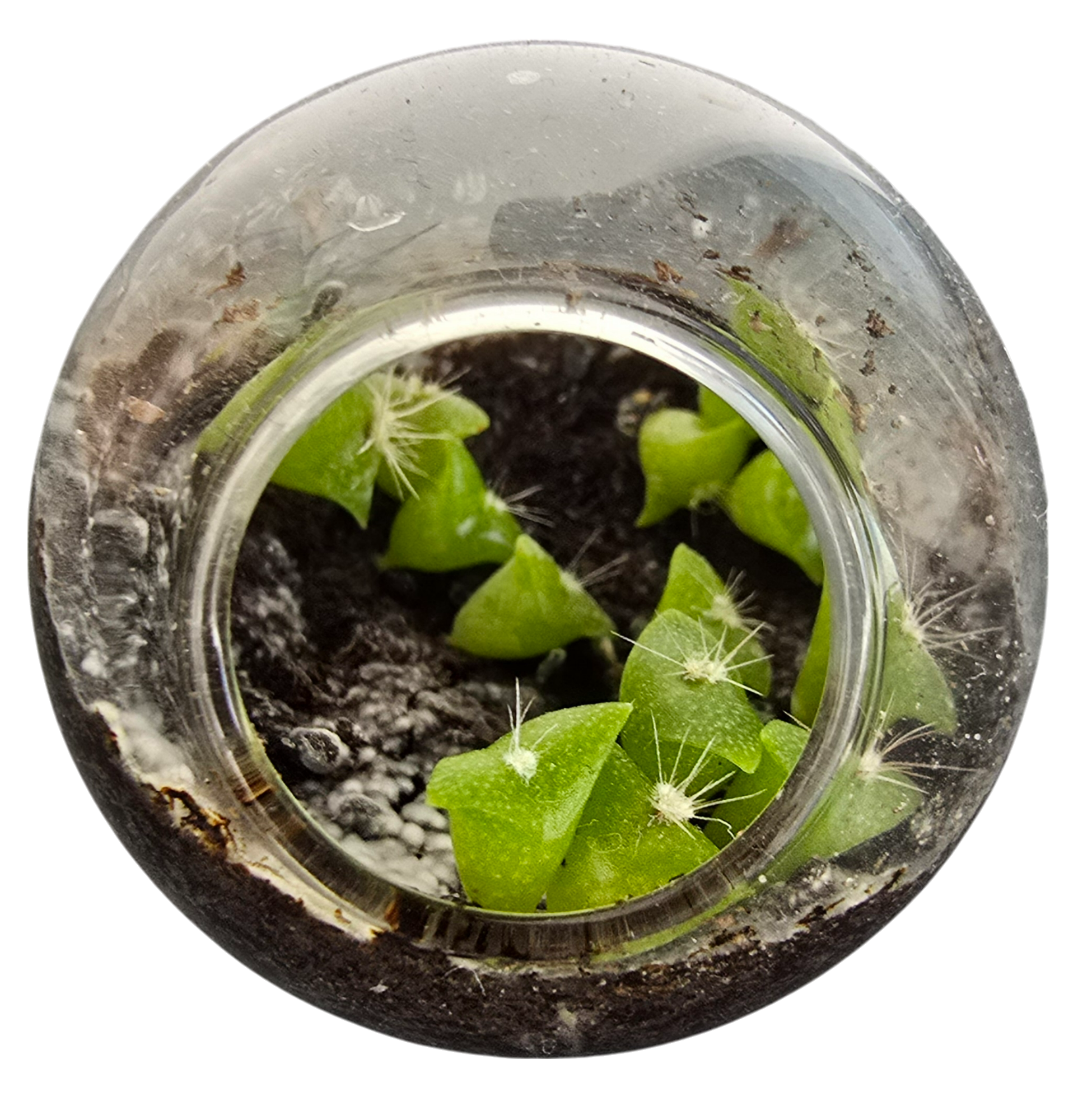 Flowering Cacti Tiny Terrariums Bundle - 2 each of 3 Varieties product image 10