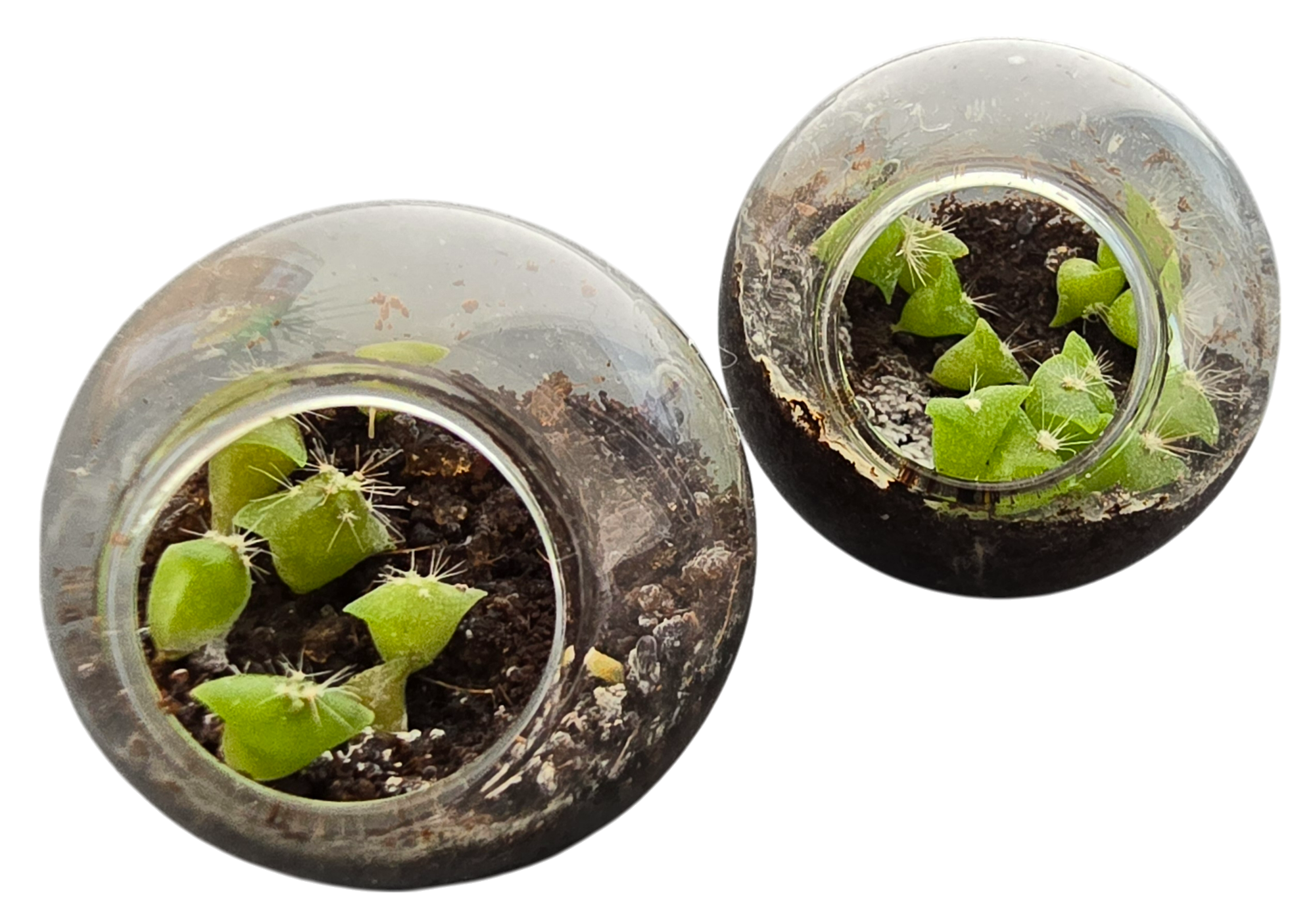 Cacti Tiny Terrariums Bundle - 1 each of 6 Varieties — product image 4
