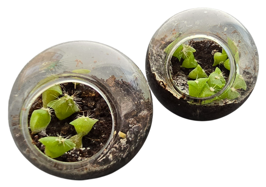 Flowering Cacti Tiny Terrariums Bundle - 2 each of 3 Varieties product image 2