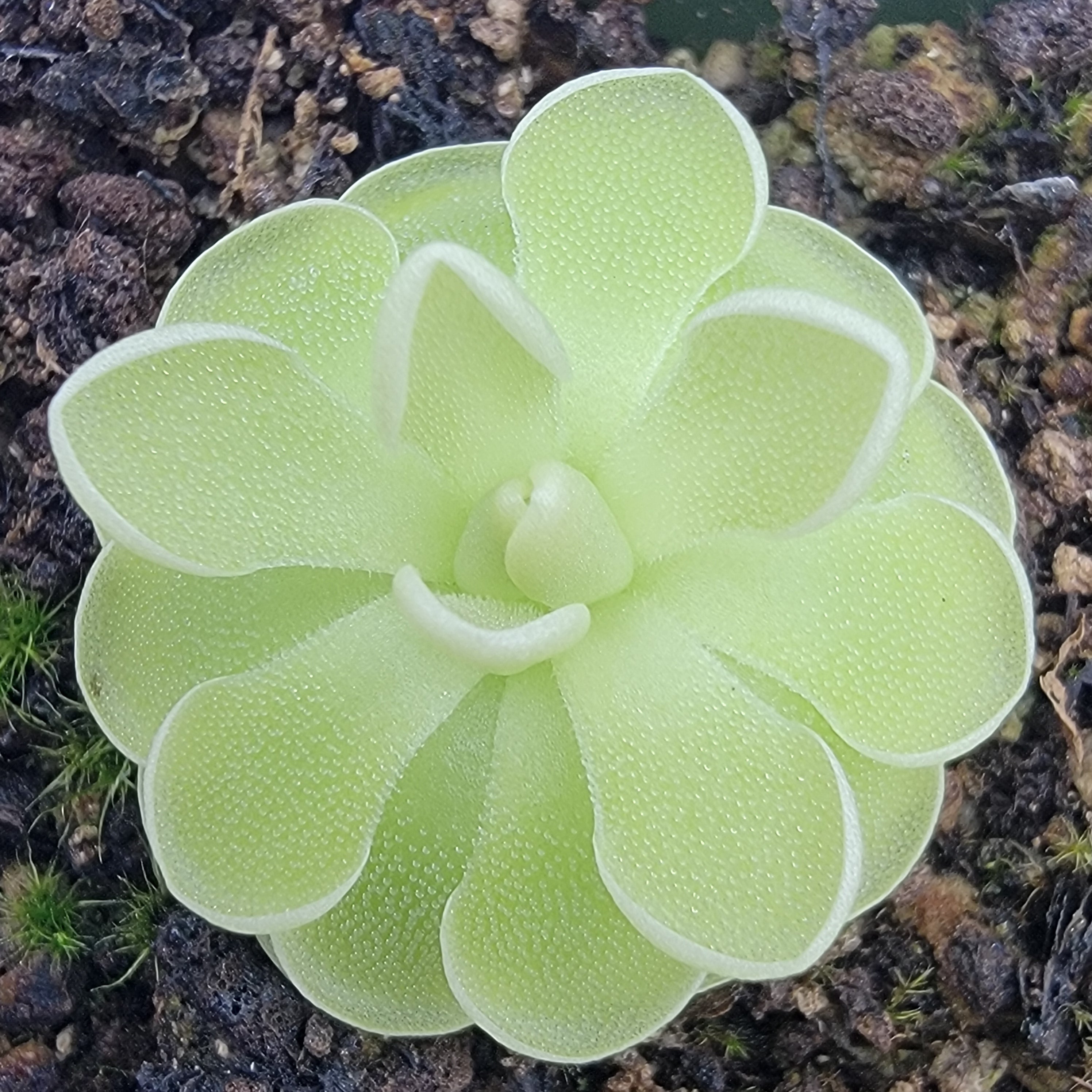 Pinguicula ehlersiae (white flower) product image 1
