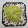 Pinguicula moranensis var. neovolcanica {El Velo de Novia, Valle de Bravo, Mex} product image 1