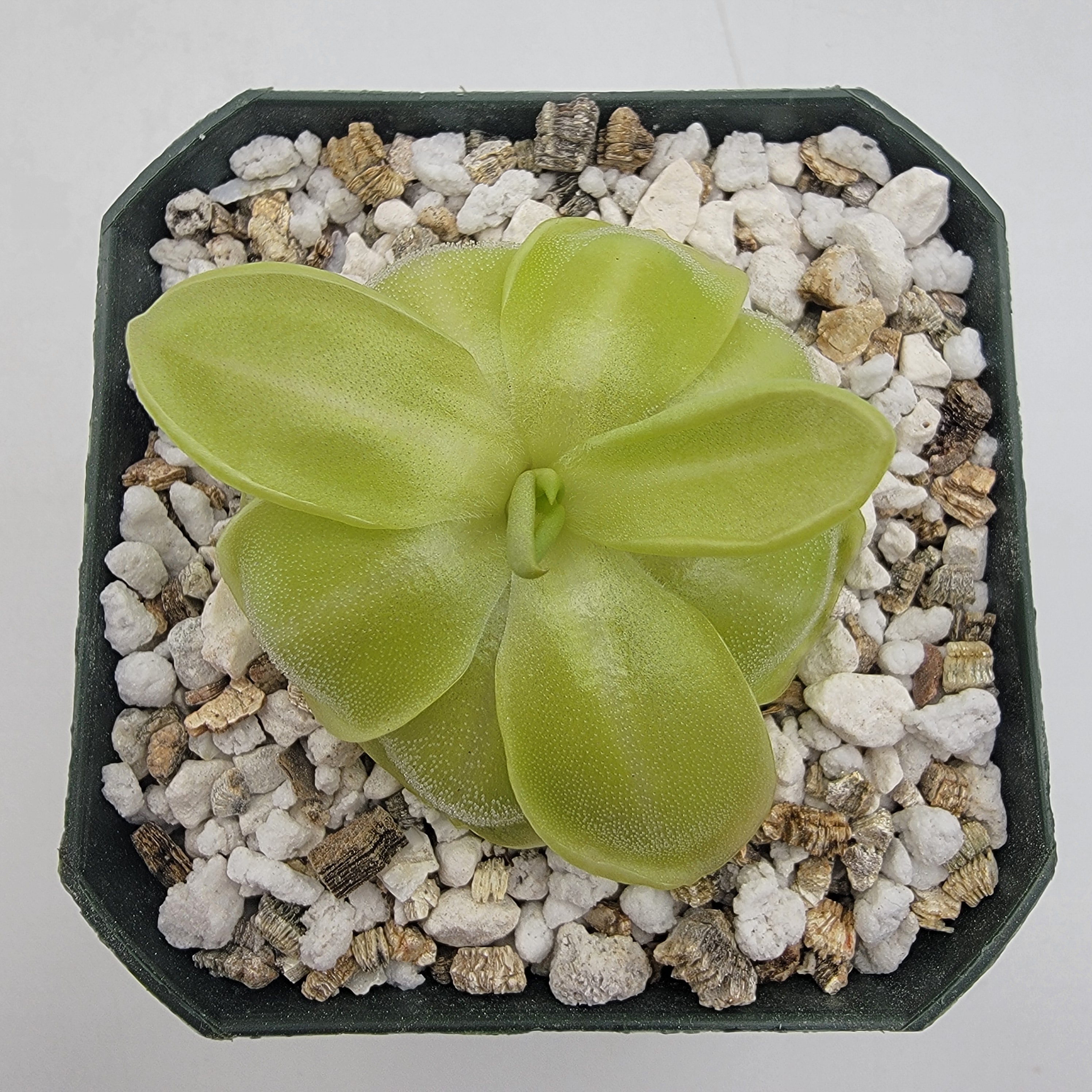 Pinguicula moranensis var. neovolcanica {El Velo de Novia, Valle de Bravo, Mex} product image 1