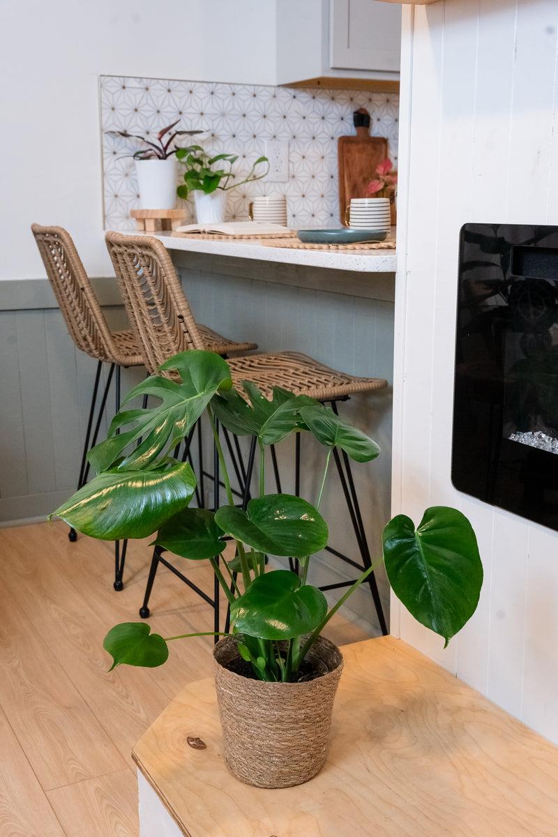Mysteria Deliciosa Monstera product image 3