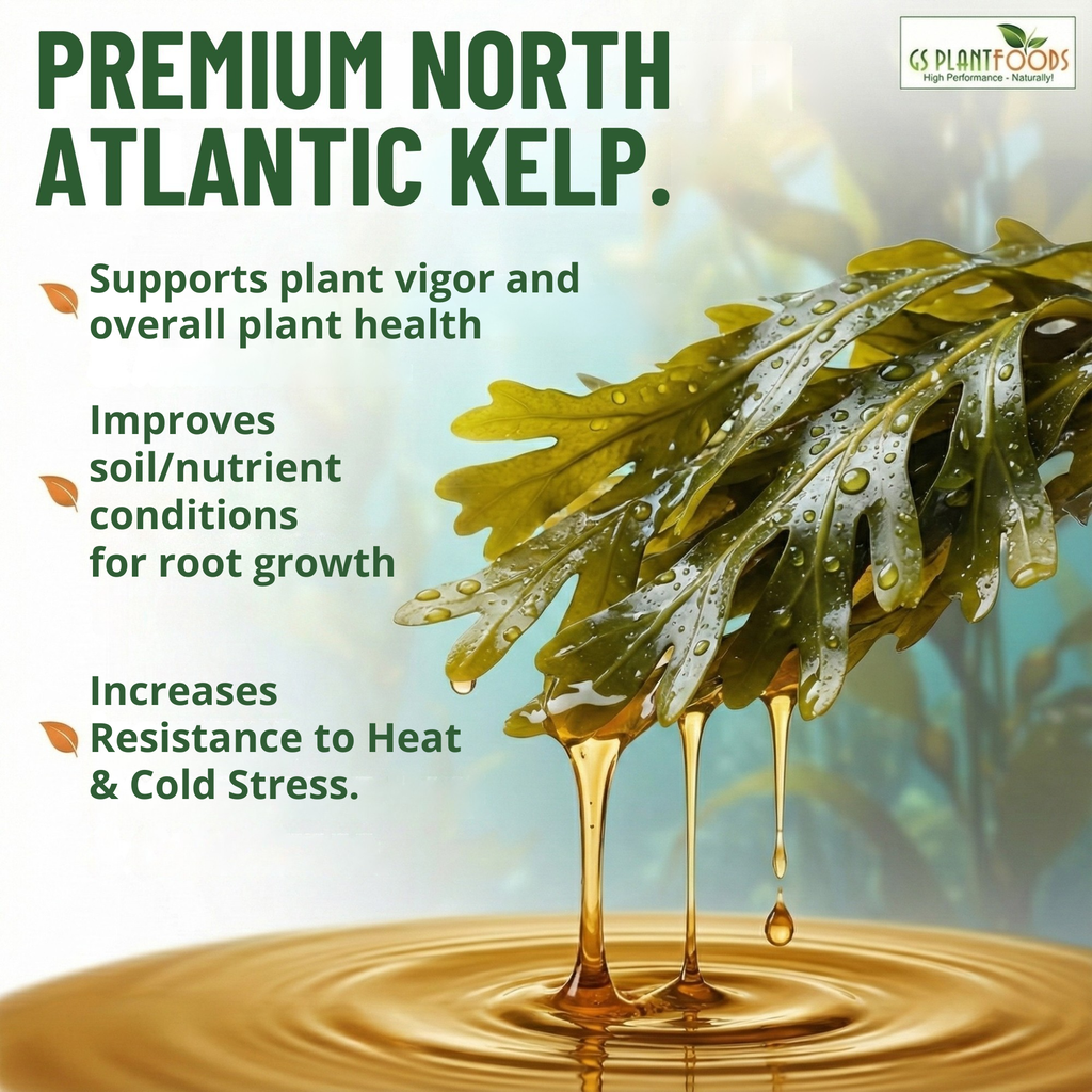 Organic Liquid Kelp Seaweed product image 2