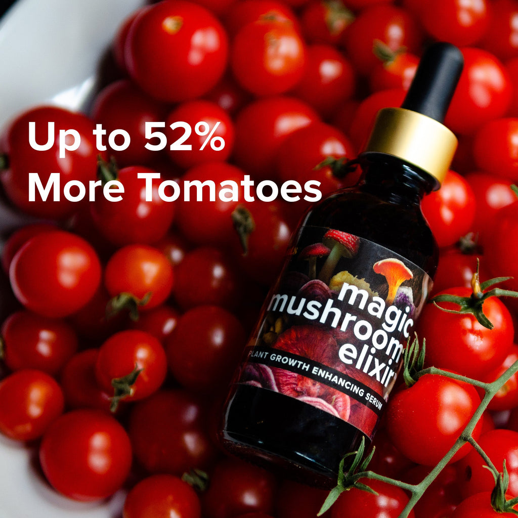 Magic Mushroom Elixir product image 4
