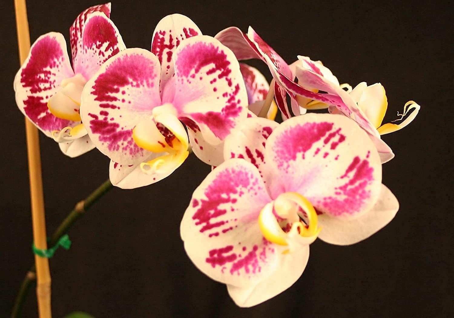 Orchid Love- The World's Greatest Orchid Food! product image 9