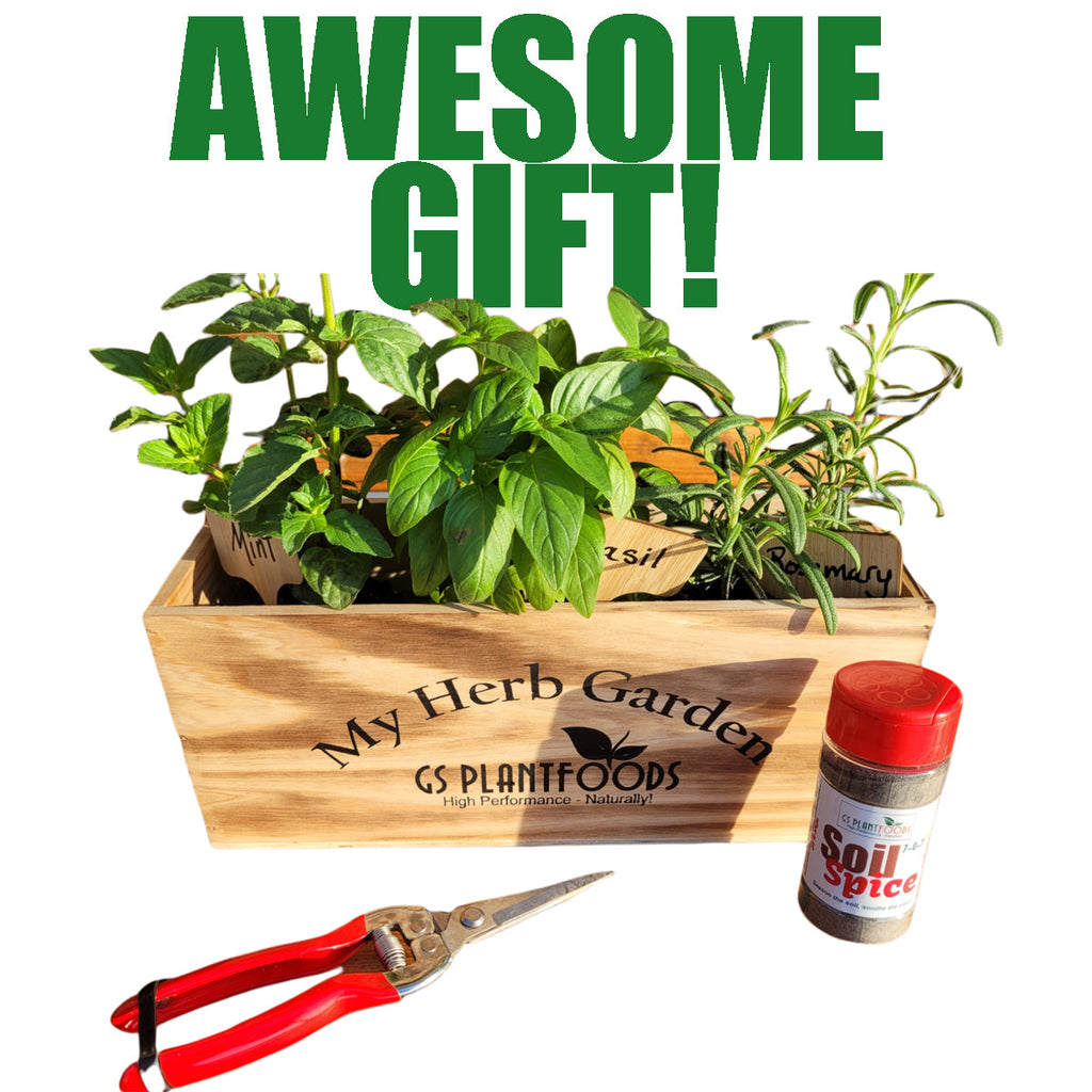 Herb Window Garden Gift Set- Complete windowsill herb garden growing kit product image 3