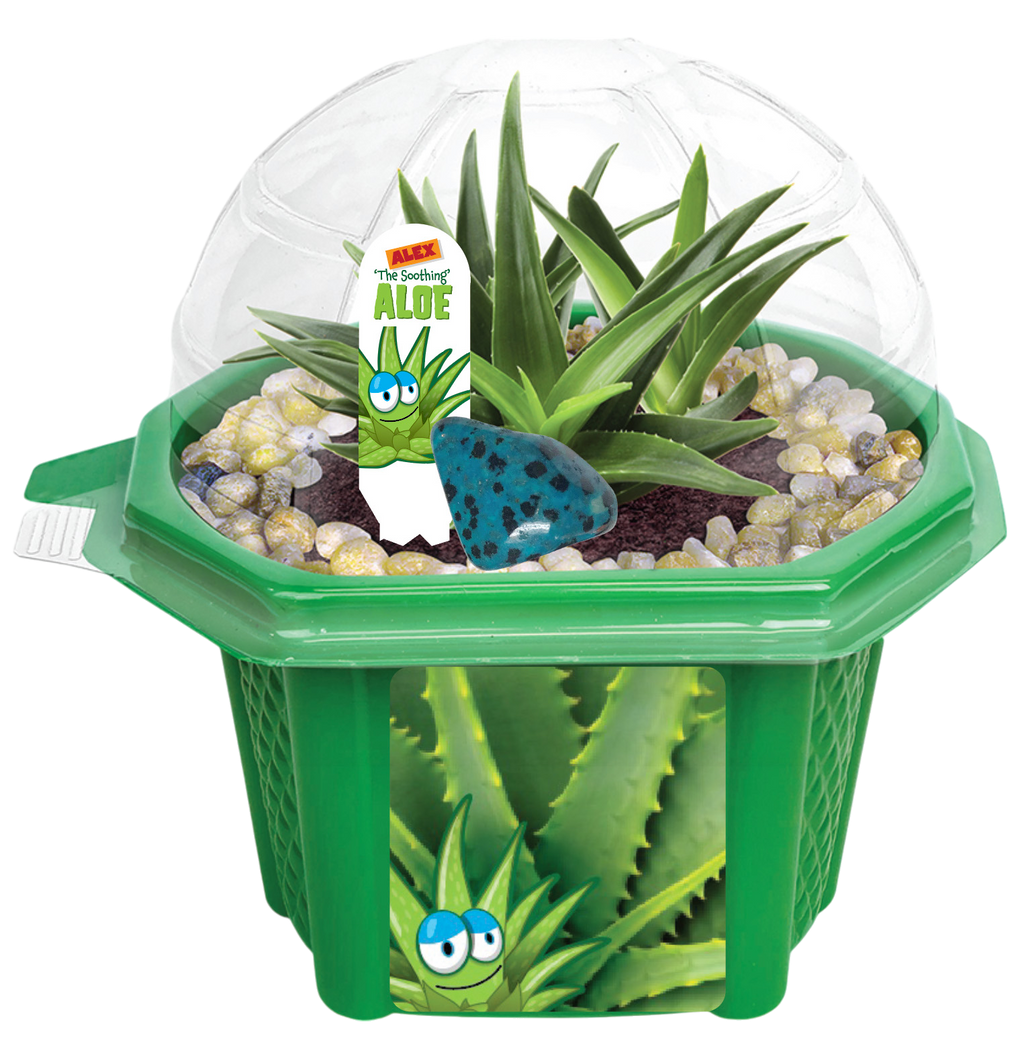 Alex 'The Soothing' Aloe Micro Dome Terrarium product image 3