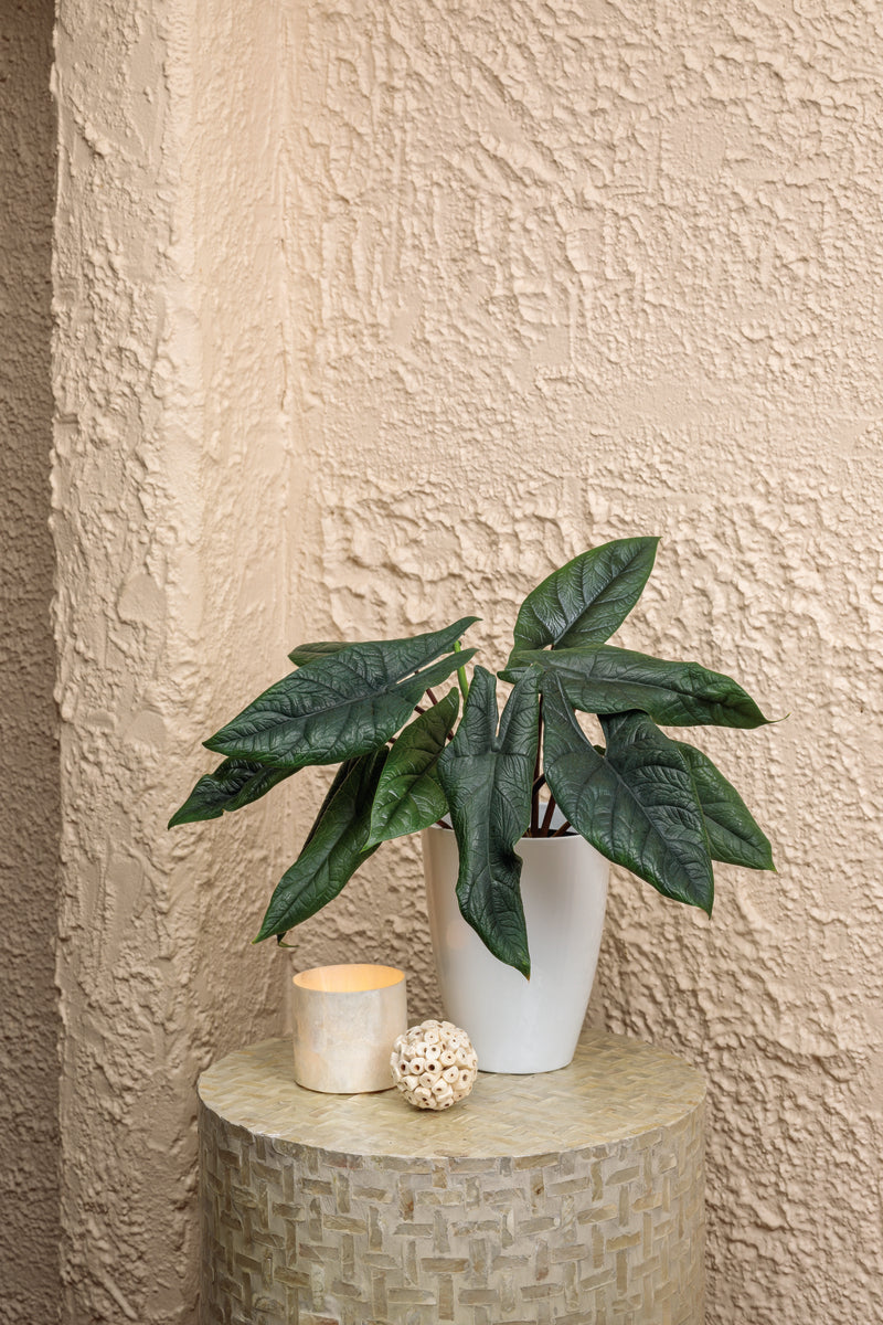 Mythic Pining for You Alocasia scalprum product image 1