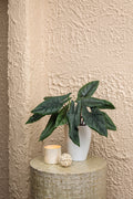 Mythic Pining for You Alocasia scalprum product image 1