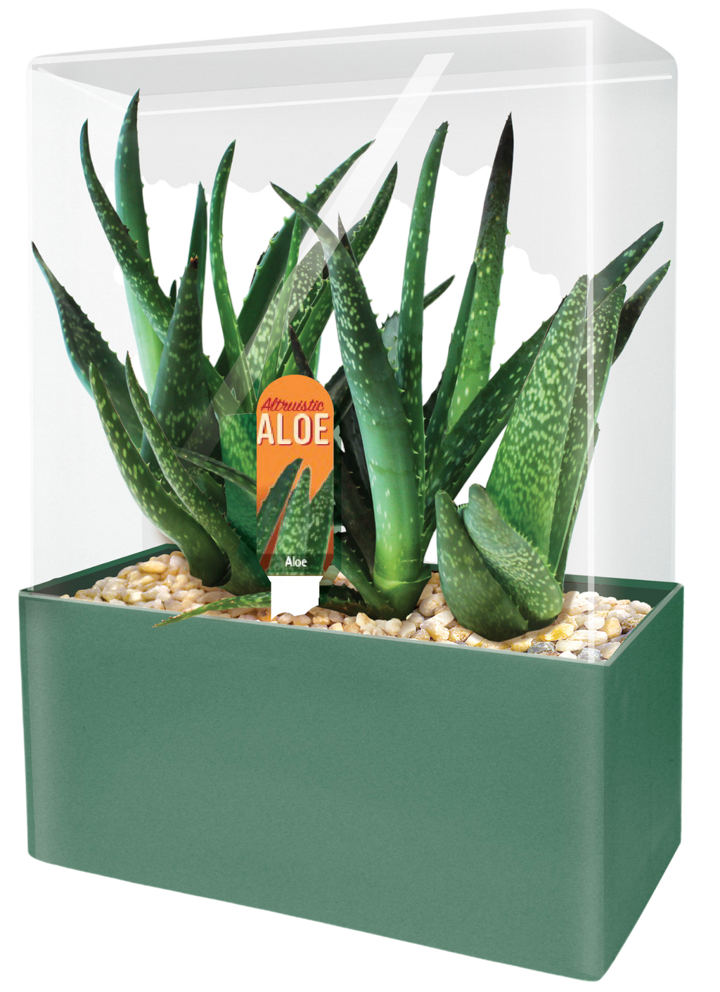 Aloe Seed Square Terrarium product image 2