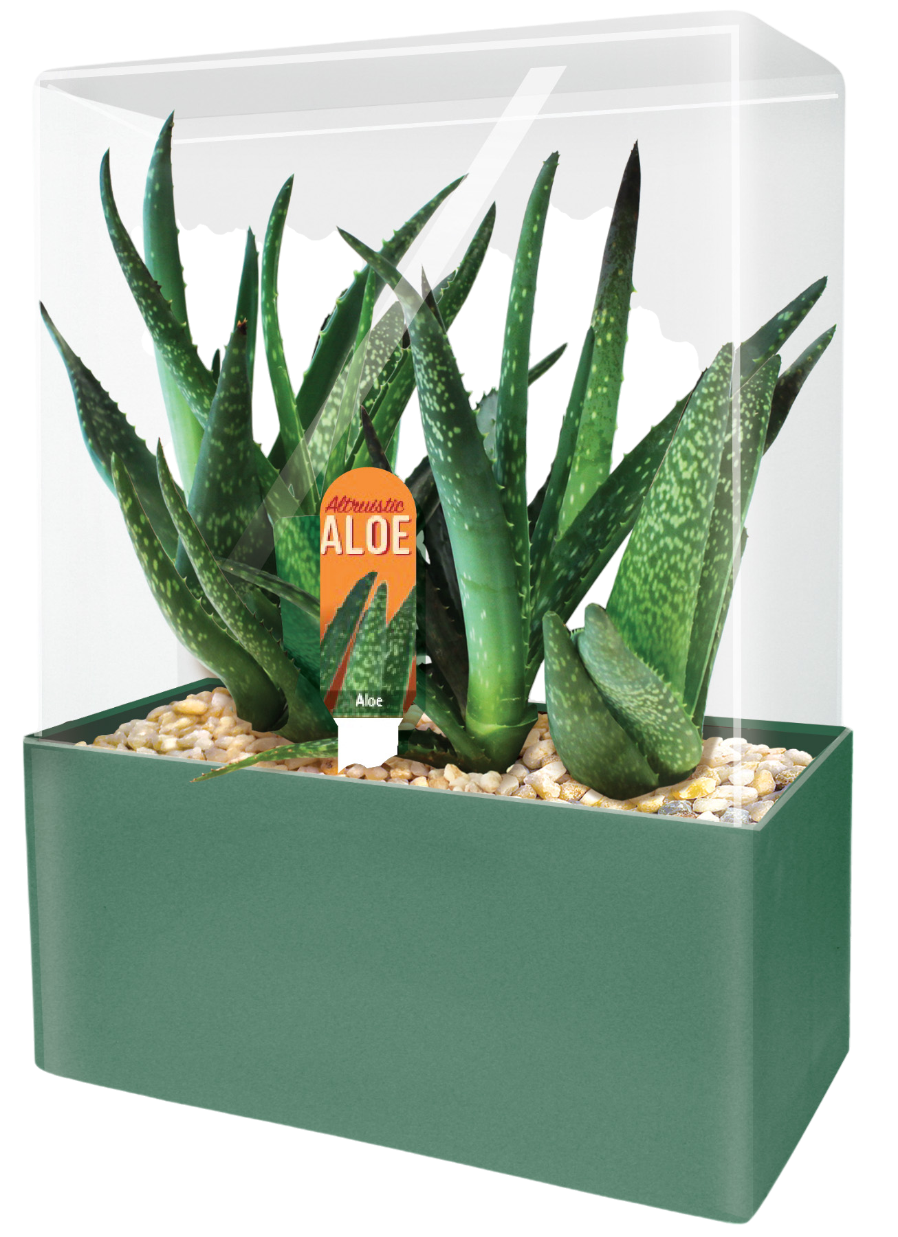 Aloe Seed Square Terrarium product image 2
