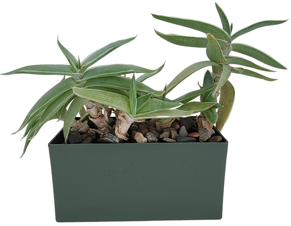 Aloe Seed Square Terrarium product image 3