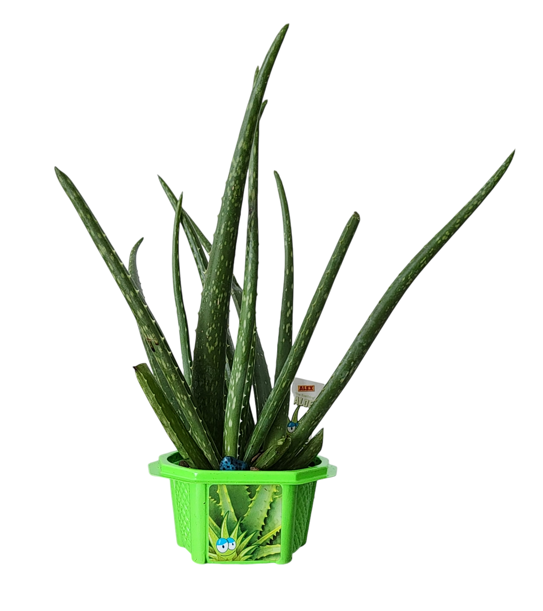 Alex 'The Soothing' Aloe Micro Dome Terrarium product image 2